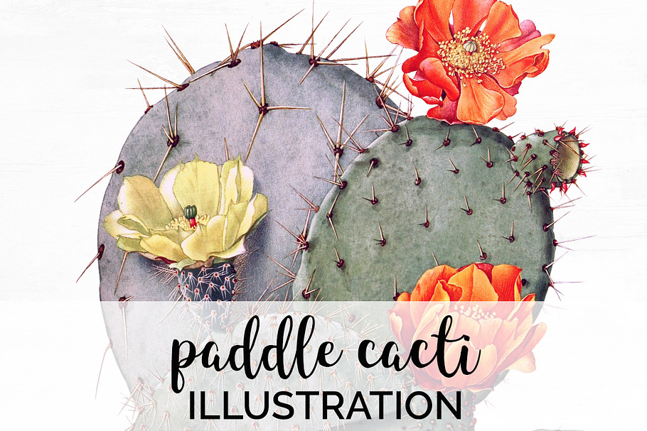 Paddle Cactus Leaf Vintage Cacti in Illustrations - product preview 8