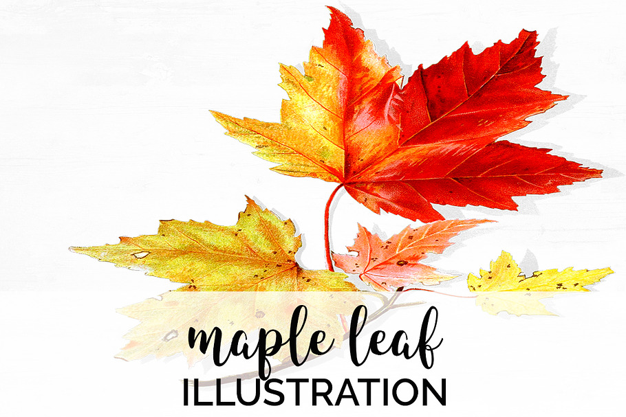 Maple Leaves Vintage Leaf in Illustrations - product preview 8