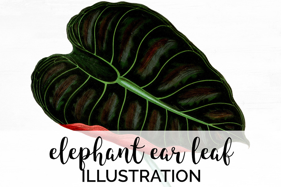Elephant Ear Leaf Vintage in Illustrations - product preview 8
