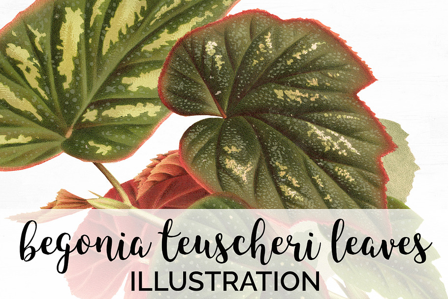 Begonia Teuscher Leaves Vintage Leaf in Illustrations - product preview 8