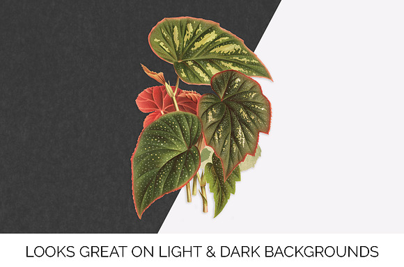 Begonia Teuscher Leaves Vintage Leaf in Illustrations - product preview 1