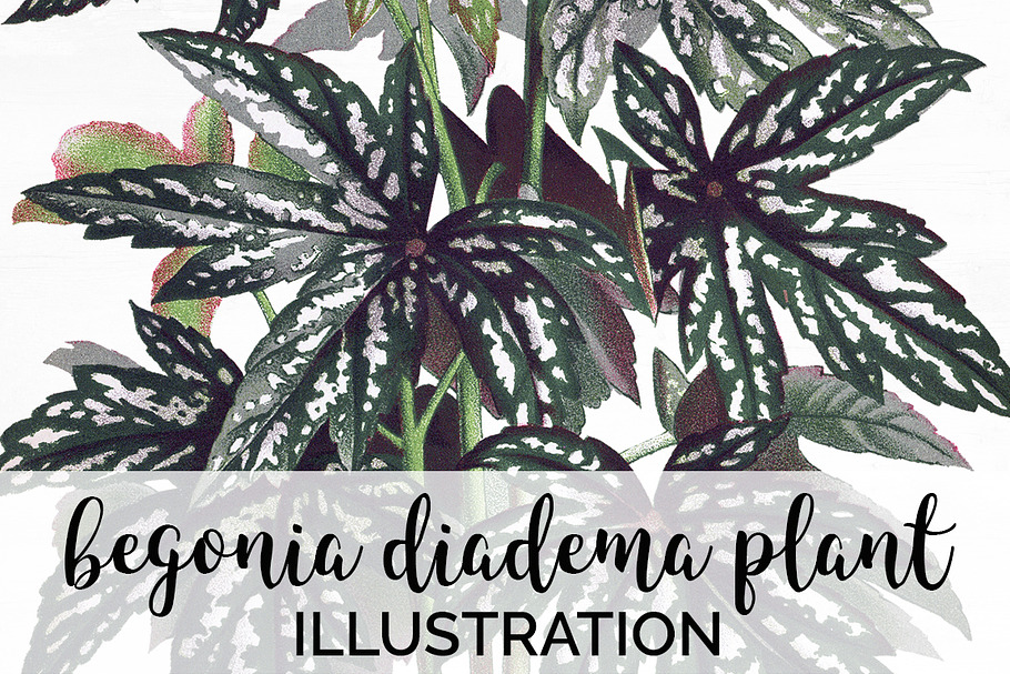 Begonia Diadema Leaves Vintage Leaf in Illustrations - product preview 8