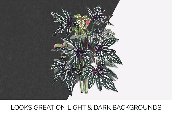 Begonia Diadema Leaves Vintage Leaf in Illustrations - product preview 1