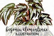 Begonia Clementinae Vintage Leaf