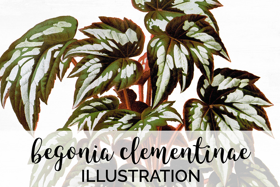 Begonia Clementinae Vintage Leaf in Illustrations - product preview 8