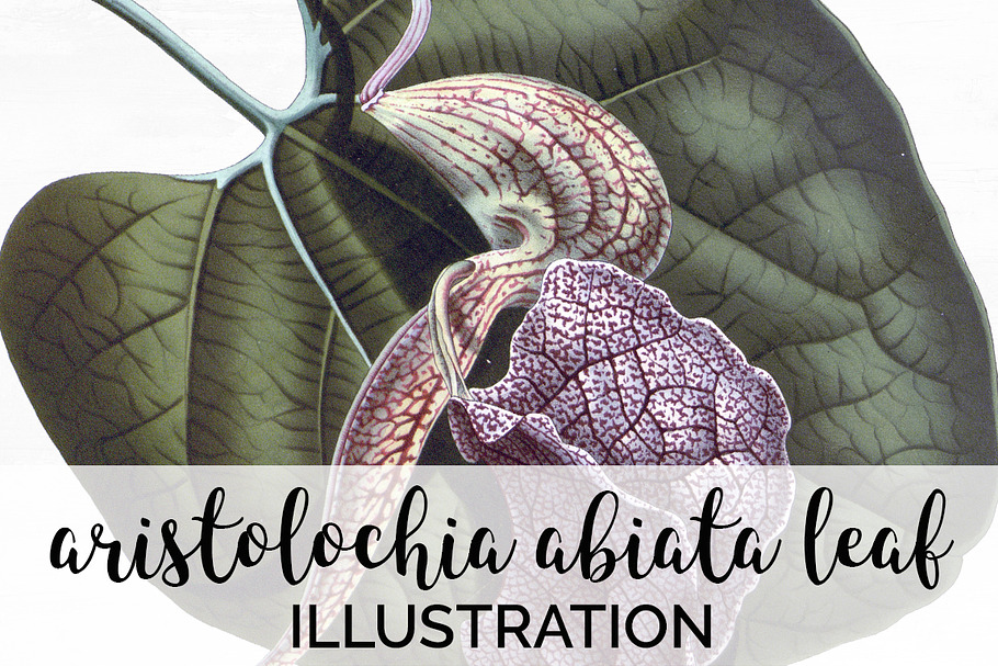 Leaves Vintage Aristolochia Abiata in Illustrations - product preview 8