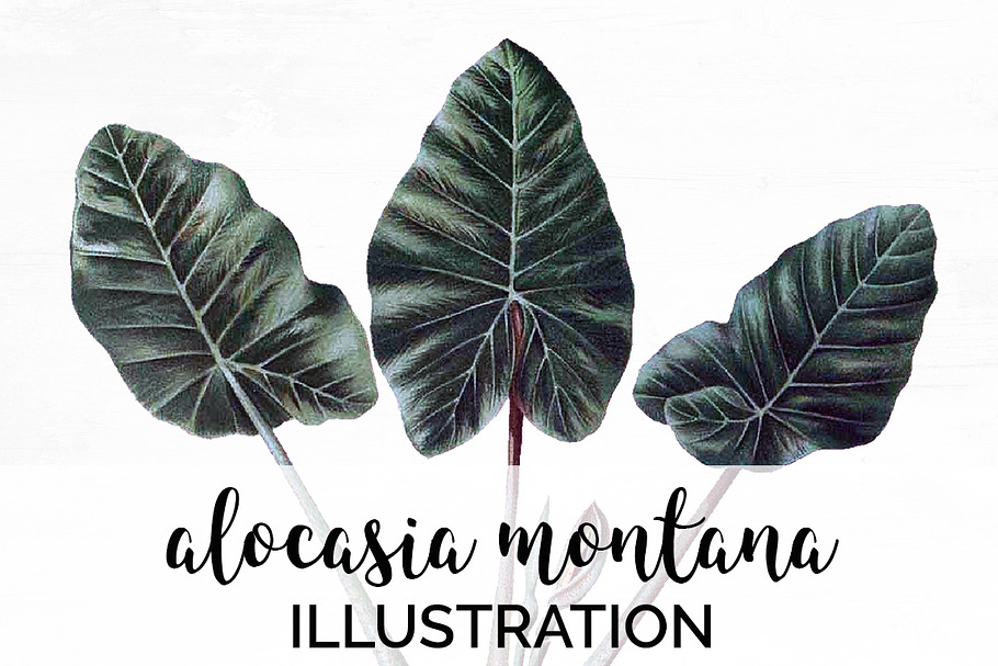 Leaves Vintage Leaf Alocasia Montana in Illustrations - product preview 8