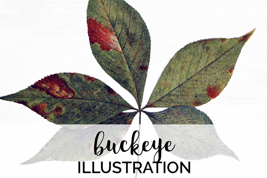 Buckeye Leaves Vintage Leaf in Illustrations - product preview 8