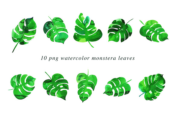10 Monstera Watercolor Illustrations in Illustrations - product preview 1