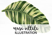 Leaves Vintage Musa Vittata