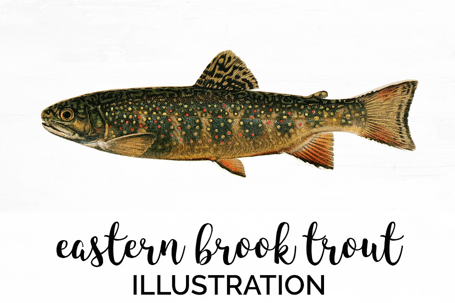 Trout Fish Trout in Illustrations - product preview 8