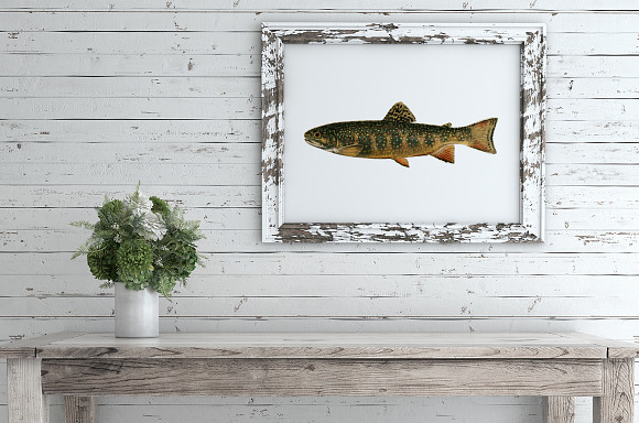 Trout Fish Trout in Illustrations - product preview 1