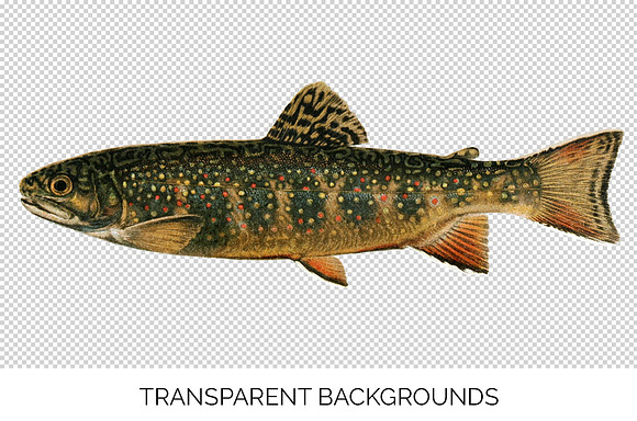 Trout Fish Trout in Illustrations - product preview 2