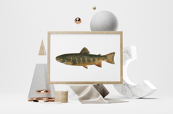 Trout Fish Trout in Illustrations - product preview 3