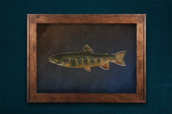 Trout Fish Trout in Illustrations - product preview 5