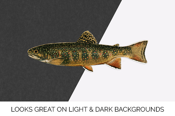Trout Fish Trout in Illustrations - product preview 6