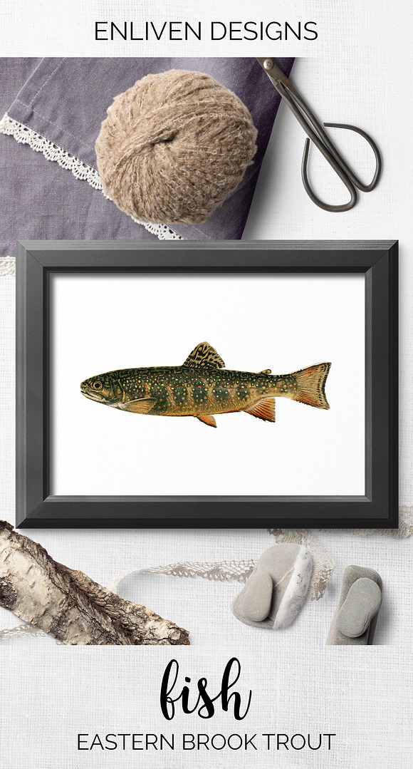 Trout Fish Trout in Illustrations - product preview 7