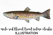 Red Throat Trout Vintage Fish