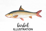 Barbel Vintage Fish