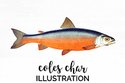 Coles Char Vintage Fish
