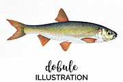 Dobule Vintage Fish