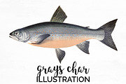 Gray's Char Vintage Fish