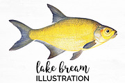 Lake Bream Vintage Fish