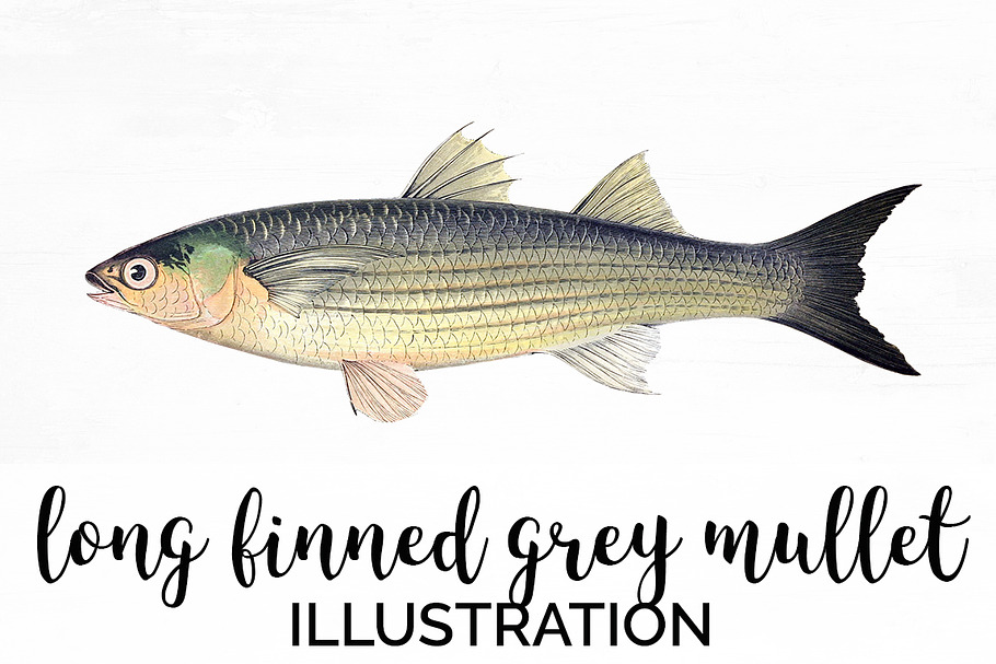 Long-finned Grey Mullet Vintage Fish in Illustrations - product preview 8