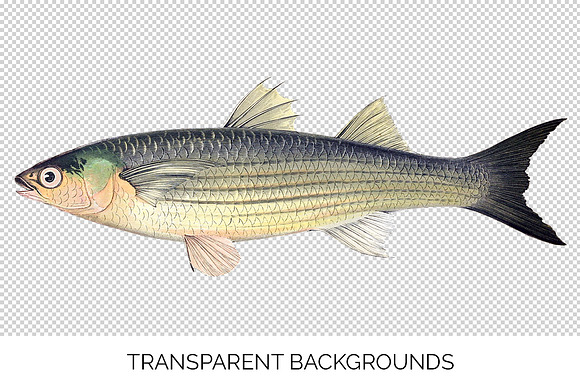 Long-finned Grey Mullet Vintage Fish in Illustrations - product preview 2