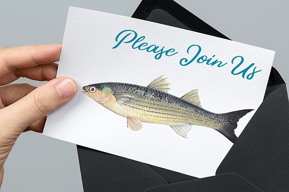 Long-finned Grey Mullet Vintage Fish in Illustrations - product preview 3