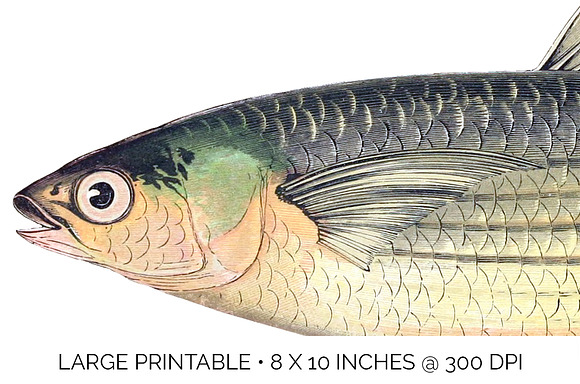 Long-finned Grey Mullet Vintage Fish in Illustrations - product preview 4