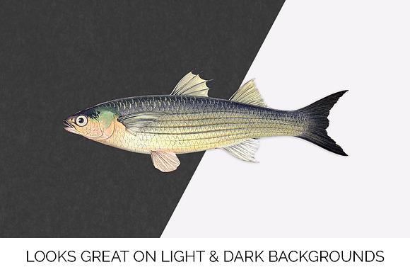 Long-finned Grey Mullet Vintage Fish in Illustrations - product preview 5