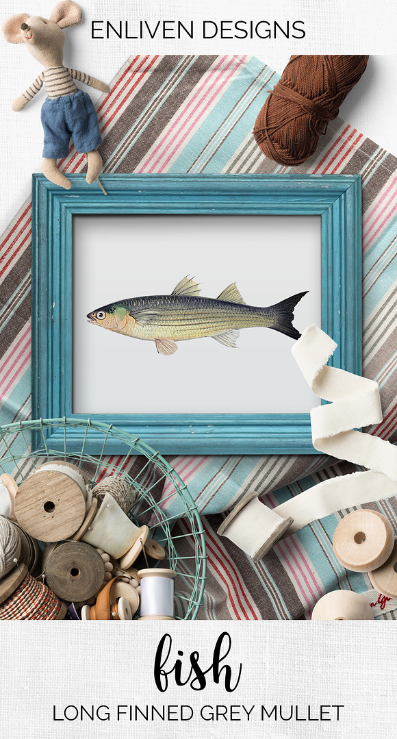 Long-finned Grey Mullet Vintage Fish in Illustrations - product preview 6