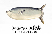 Longer Sunfish Vintage Fish