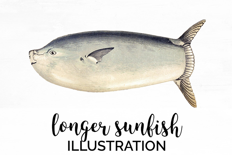 Longer Sunfish Vintage Fish in Illustrations - product preview 8