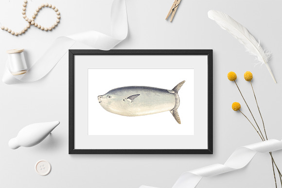 Longer Sunfish Vintage Fish in Illustrations - product preview 1