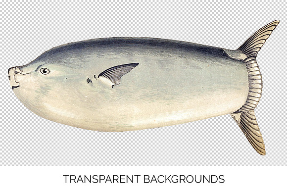Longer Sunfish Vintage Fish in Illustrations - product preview 2