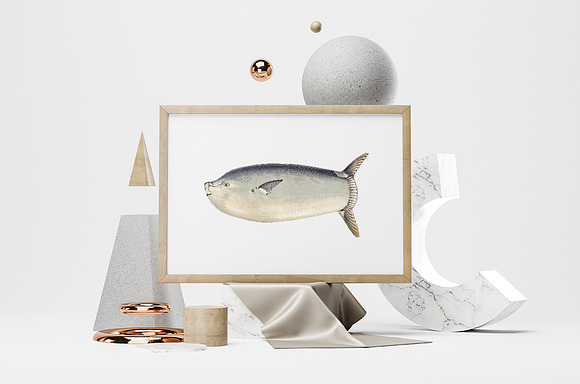 Longer Sunfish Vintage Fish in Illustrations - product preview 3