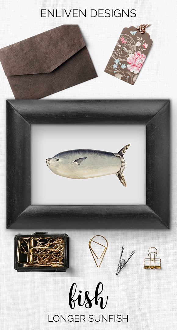 Longer Sunfish Vintage Fish in Illustrations - product preview 6