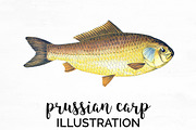 Prussian Carp Vintage Fish