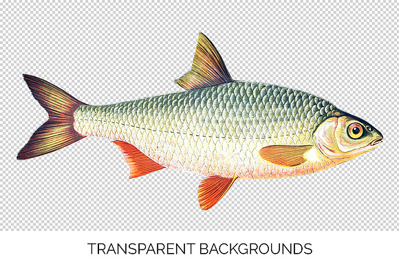Roach Vintage Fish in Illustrations - product preview 2