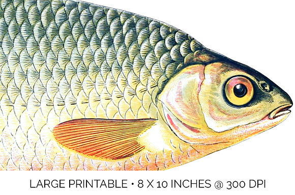 Roach Vintage Fish in Illustrations - product preview 4
