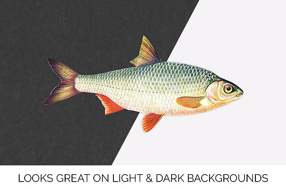 Roach Vintage Fish in Illustrations - product preview 5