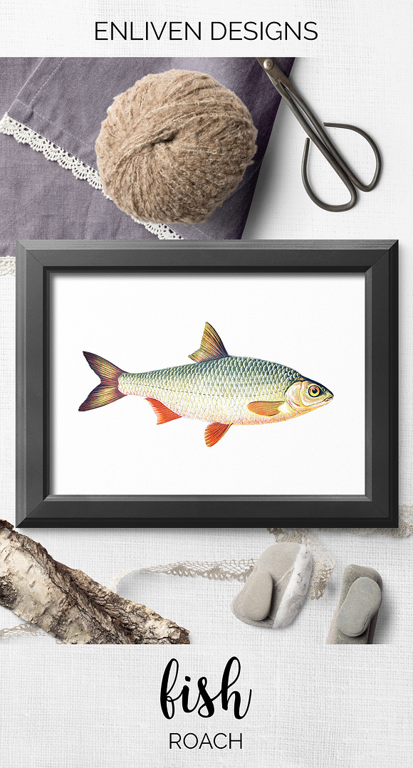 Roach Vintage Fish in Illustrations - product preview 6