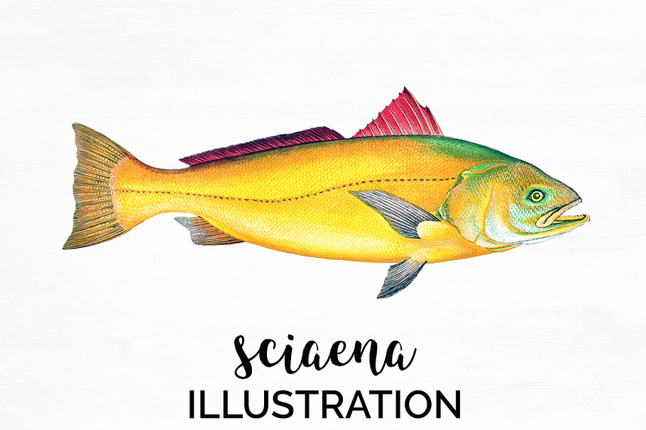 Sciaena Vintage Fish in Illustrations - product preview 8