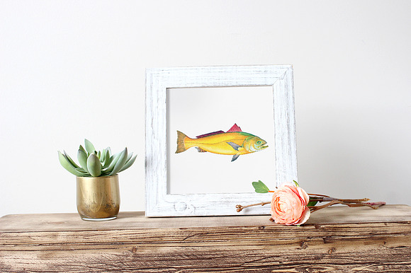 Sciaena Vintage Fish in Illustrations - product preview 3