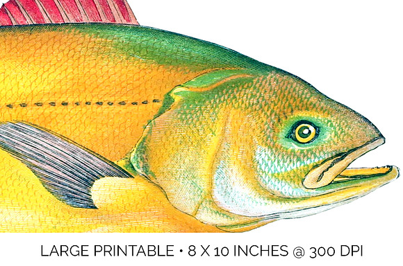 Sciaena Vintage Fish in Illustrations - product preview 4