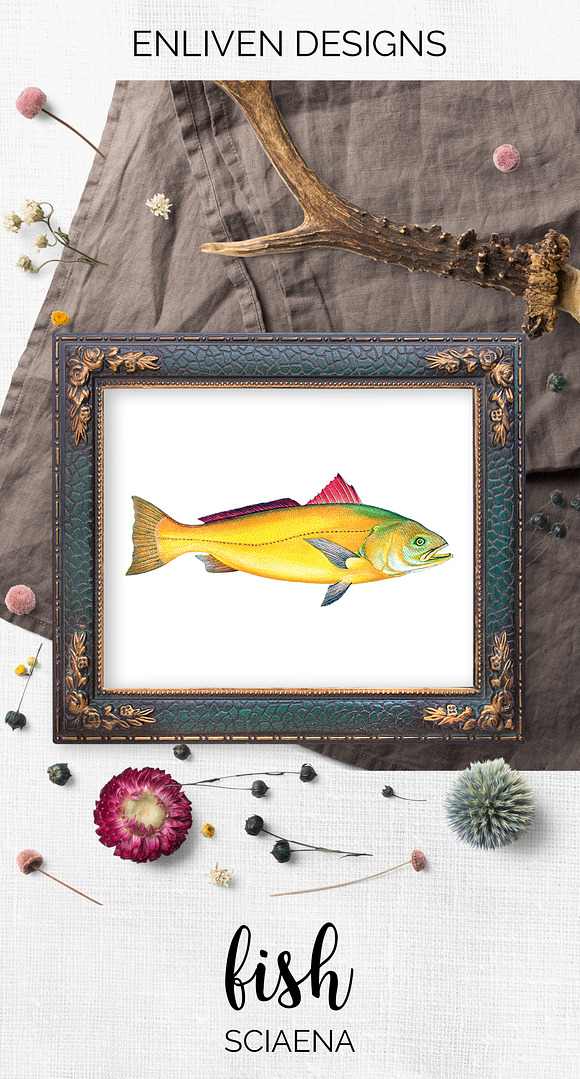 Sciaena Vintage Fish in Illustrations - product preview 6
