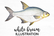 White Bream Vintage Fish