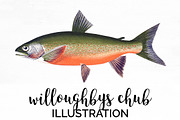 Willoughby's Chub Vintage Fish